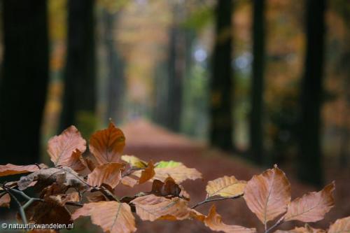 duurwoudsterheide_03